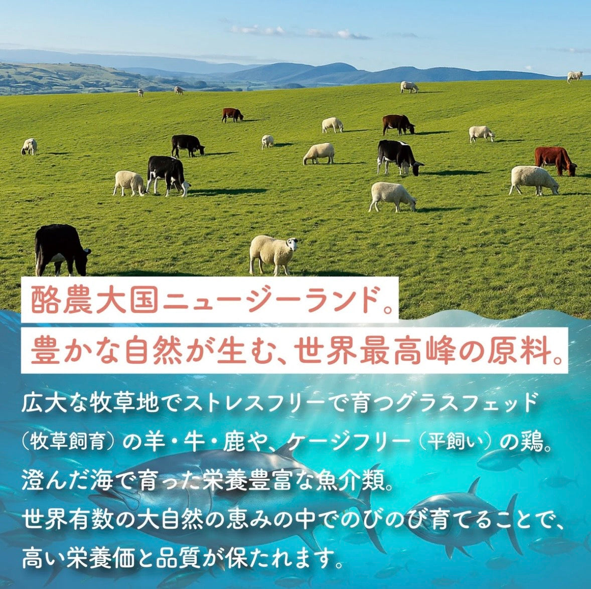 HITOWAN フリーズドライトリーツ｜選べる8種類