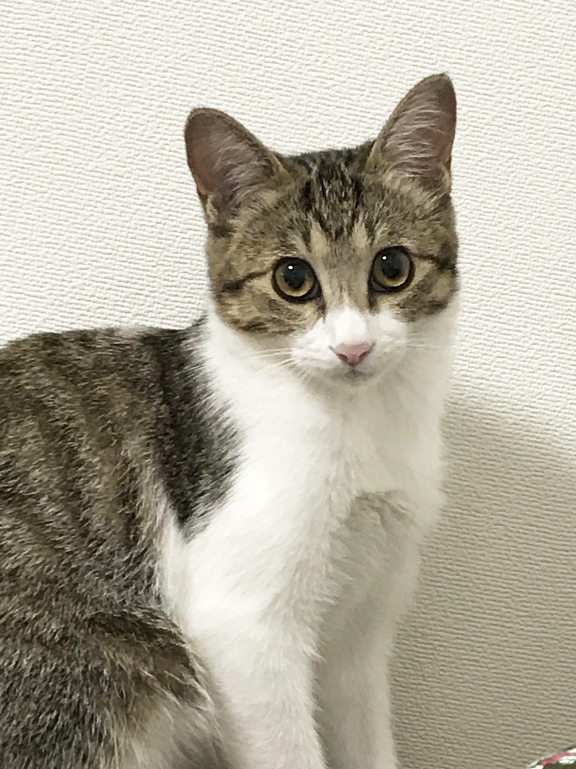 こちらを見つめる猫の写真