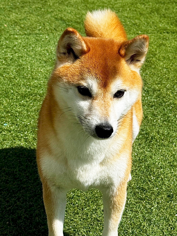 芝生の上に立つ柴犬の写真