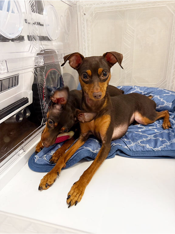 寄り添って休む2匹の犬の写真